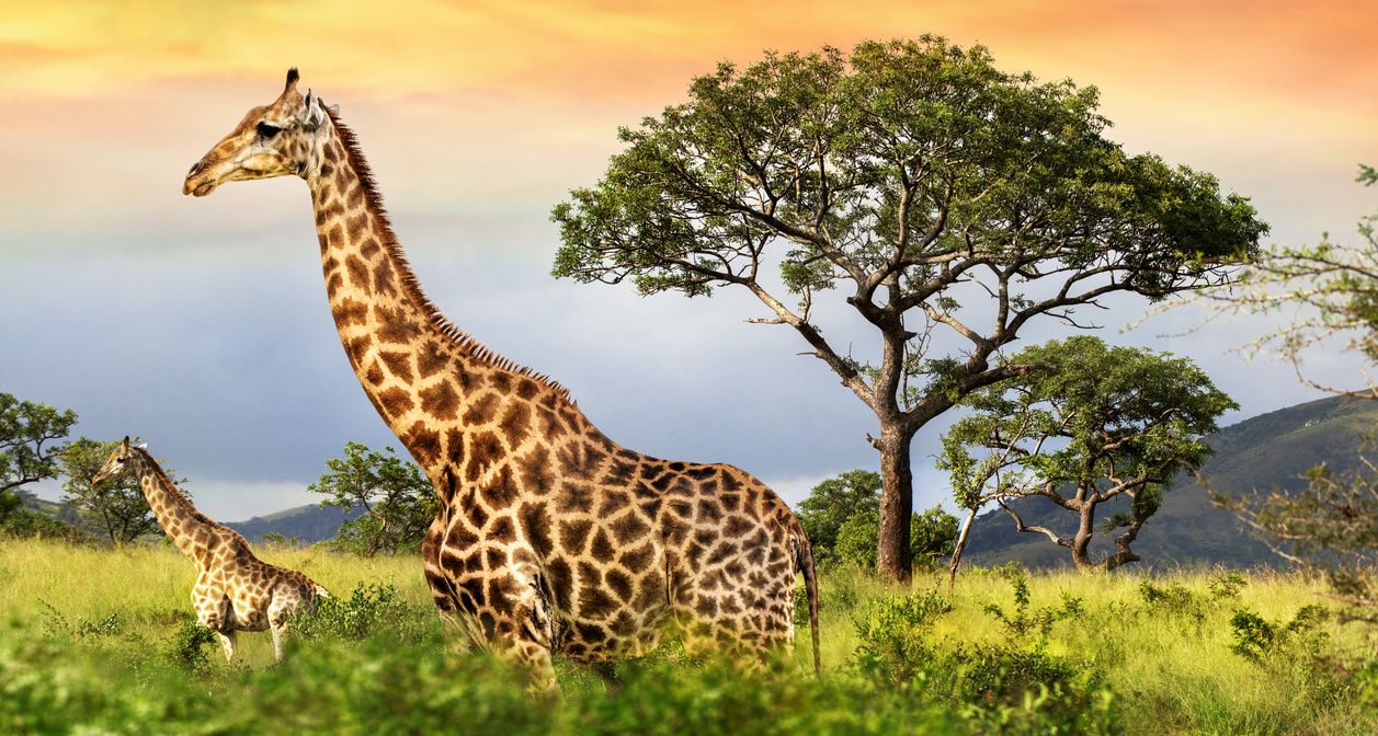 Giraffes in african savana.